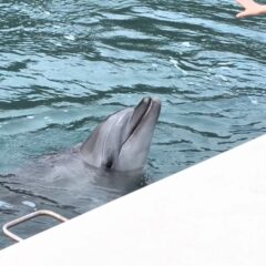今日はビビちゃんの回転🌀をご紹介！まだ〜？と止まるビビちゃんでした❤
