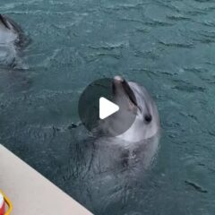 うなずきながら口があいてしまうビビちゃんとあずきちゃんをお届け！