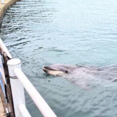 なんとパルくんは3種類の音を出すことができます♪イルカたちはどこから音を出しているか知っていますか？🫢