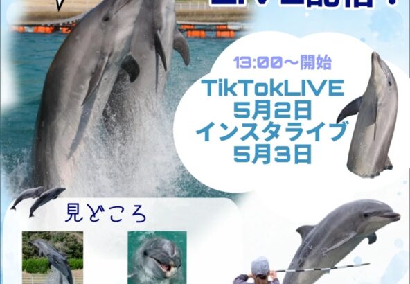 皆さんこんにちは！なんと！！LIVE配信を行います🎉TikTokは5月2日、インスタライブは3日に行います！時間はどちらも13:00から行います✨イルカたちのトレーニング姿を近くで