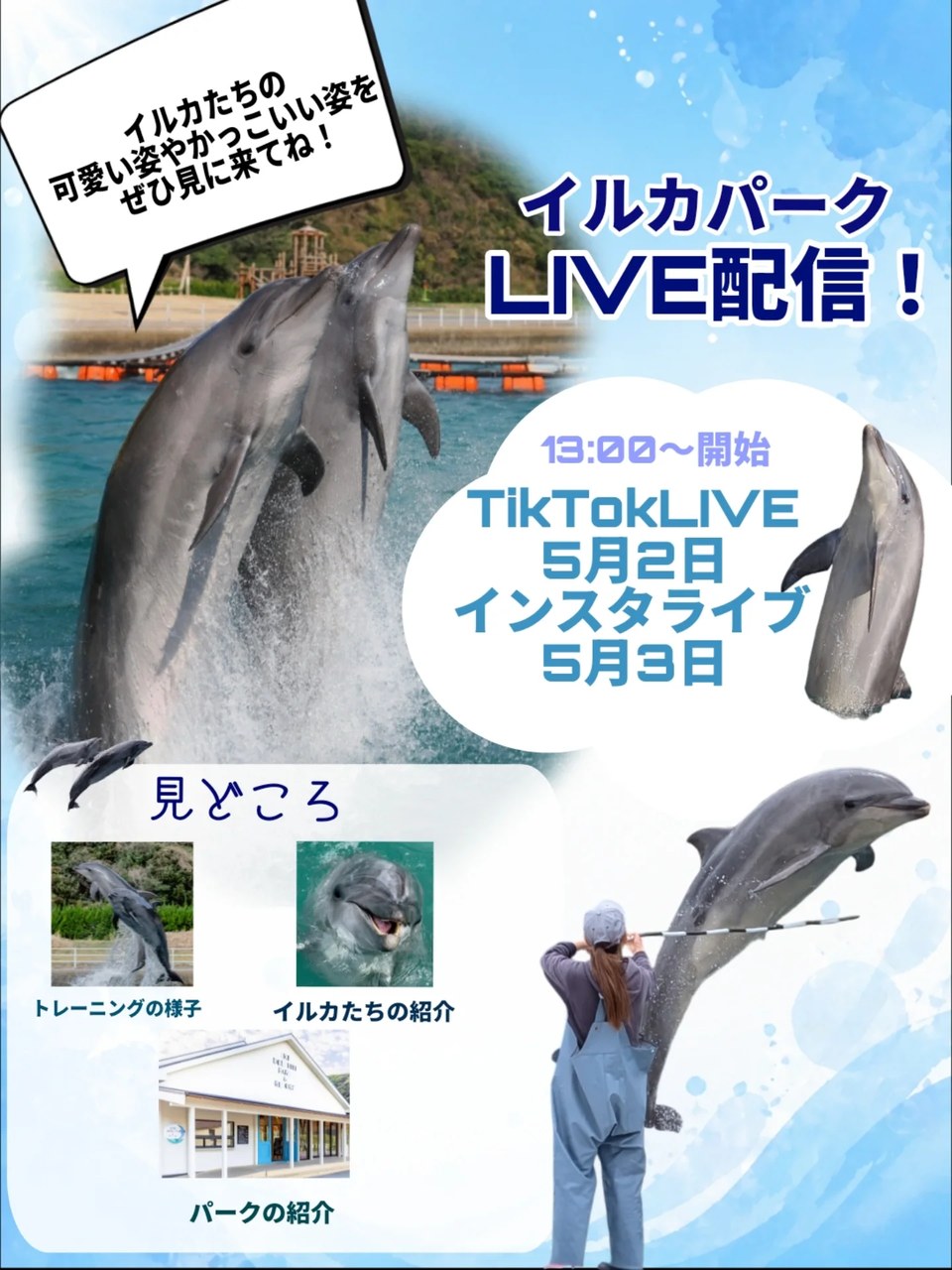 皆さんこんにちは！なんと！！LIVE配信を行います🎉TikTokは5月2日、インスタライブは3日に行います！時間はどちらも13:00から行います✨イルカたちのトレーニング姿を近くで
