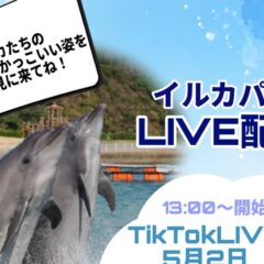 皆さんこんにちは！なんと！！LIVE配信を行います🎉TikTokは5月2日、インスタライブは3日に行います！時間はどちらも13:00から行います✨イルカたちのトレーニング姿を近くで