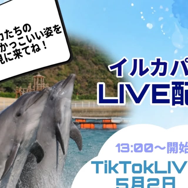皆さんこんにちは！なんと！！LIVE配信を行います🎉TikTokは5月2日、インスタライブは3日に行います！時間はどちらも13:00から行います✨イルカたちのトレーニング姿を近くで