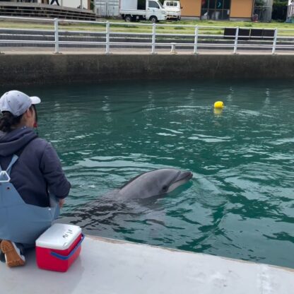 今日のパルくん🐬トレーナーの元まできちんと、おもちゃを届けてくれました！とっても上手👏👏