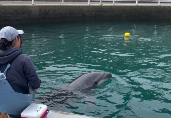 今日のパルくん🐬トレーナーの元まできちんと、おもちゃを届けてくれました！とっても上手👏👏