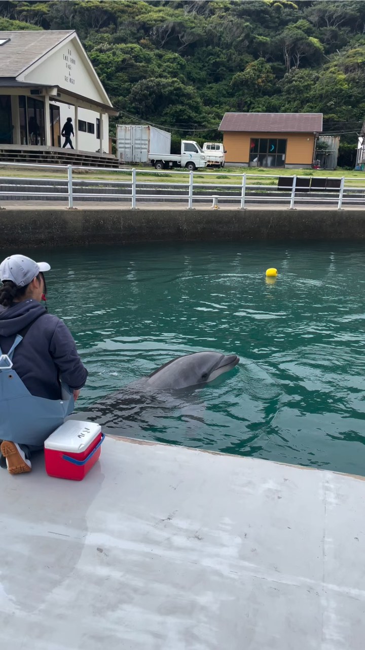 今日のパルくん🐬トレーナーの元まできちんと、おもちゃを届けてくれました！とっても上手👏👏