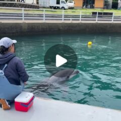 今日のパルくん🐬トレーナーの元まできちんと、おもちゃを届けてくれました！とっても上手👏👏