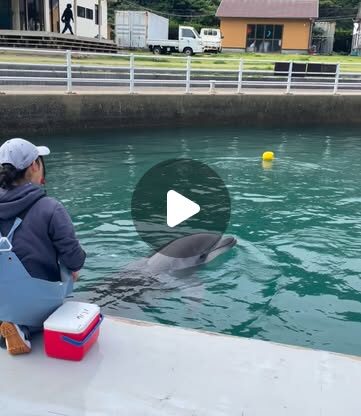 今日のパルくん🐬トレーナーの元まできちんと、おもちゃを届けてくれました！とっても上手👏👏