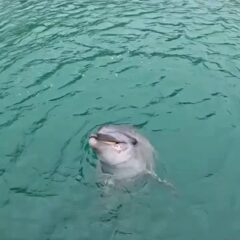 今日はトレーナー目線の動画です📹️いつもこの距離でトレーナーはイルカを見ています！