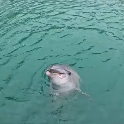 今日はトレーナー目線の動画です📹️いつもこの距離でトレーナーはイルカを見ています！