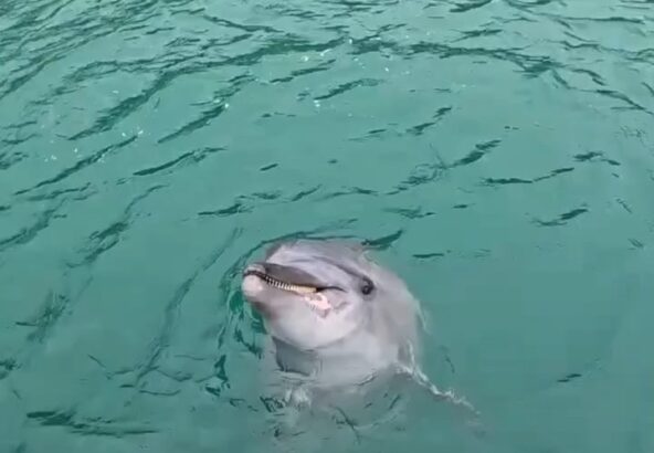 今日はトレーナー目線の動画です📹️いつもこの距離でトレーナーはイルカを見ています！