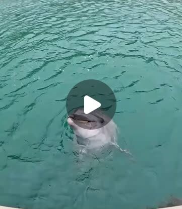 今日はトレーナー目線の動画です📹️いつもこの距離でトレーナーはイルカを見ています！