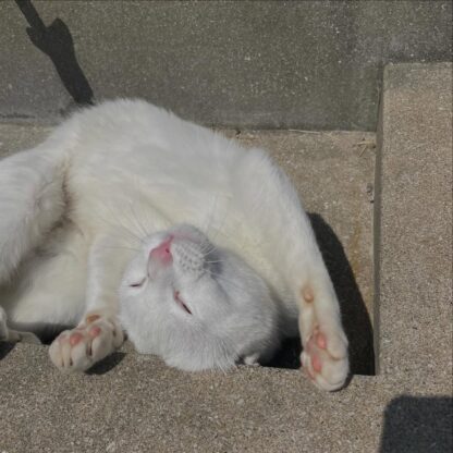 今日のポムです🐈どんな寝方してるのかな😂可愛いですね🩷