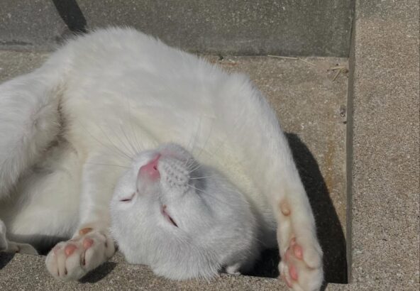 今日のポムです🐈どんな寝方してるのかな😂可愛いですね🩷