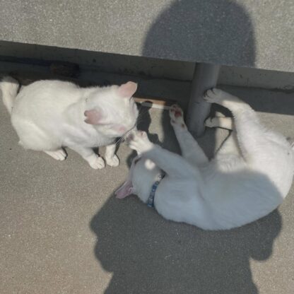白猫のポムとポコ🐱📷兄弟でちょっとケンカ（？）してました😅