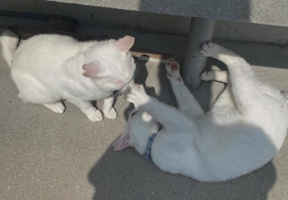 白猫のポムとポコ🐱📷兄弟でちょっとケンカ（？）してました😅
