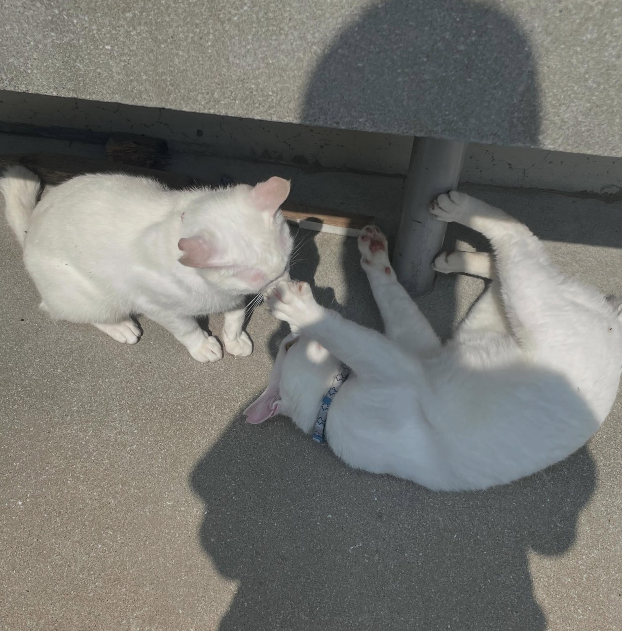 白猫のポムとポコ🐱📷兄弟でちょっとケンカ（？）してました😅