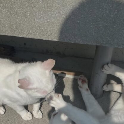 白猫のポムとポコ🐱📷兄弟でちょっとケンカ（？）してました😅