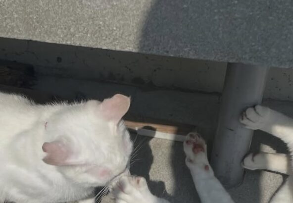 白猫のポムとポコ🐱📷兄弟でちょっとケンカ（？）してました😅