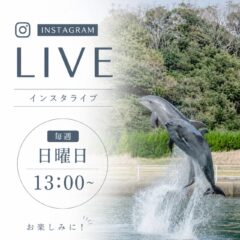皆さんこんにちは！前回のインスタライブのご参加ありがとうございました✨️皆さんに楽しんでいただけたでしょうか！今回もインスタライブの告知なんですが、毎週日曜日の13時〜配信すること