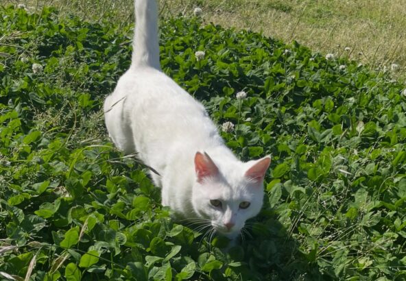 みなさん、こんにちは😃今日もお天気が良かったですね！ポムもお外にいましたよ〜🐈
