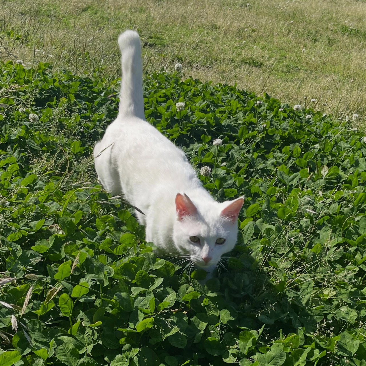 みなさん、こんにちは😃今日もお天気が良かったですね！ポムもお外にいましたよ〜🐈