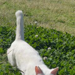 みなさん、こんにちは😃今日もお天気が良かったですね！ポムもお外にいましたよ〜🐈