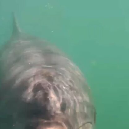 今日は水中で撮った動画です！みんなカメラに興味津々です🐬