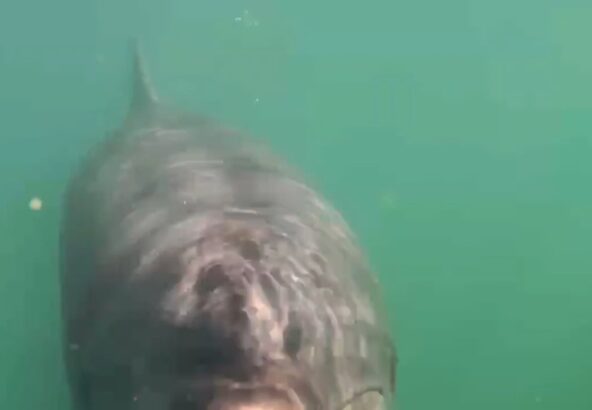 今日は水中で撮った動画です！みんなカメラに興味津々です🐬