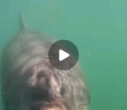 今日は水中で撮った動画です！みんなカメラに興味津々です🐬