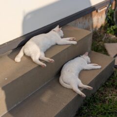 閉園後の猫たち🐾一枚目はポムとシロなんですが親子揃って同じ格好で寝てます💤二枚目はポコです！