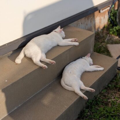 閉園後の猫たち🐾一枚目はポムとシロなんですが親子揃って同じ格好で寝てます💤二枚目はポコです！