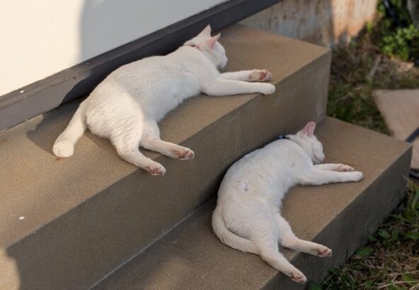 閉園後の猫たち🐾一枚目はポムとシロなんですが親子揃って同じ格好で寝てます💤二枚目はポコです！
