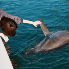 みなさん、こんにちは😃閉園後のイルカたち🐬トレーナーとちょっと遊んだりもします〜写真はパルくんです💙