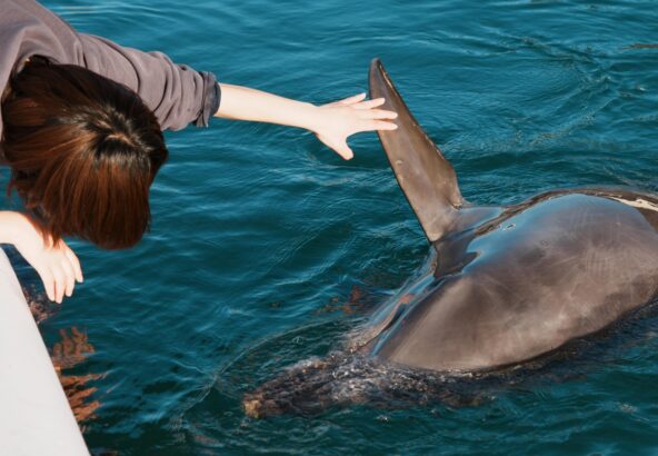 みなさん、こんにちは😃閉園後のイルカたち🐬トレーナーとちょっと遊んだりもします〜写真はパルくんです💙