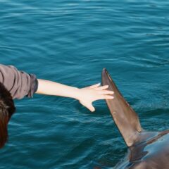 みなさん、こんにちは😃閉園後のイルカたち🐬トレーナーとちょっと遊んだりもします〜写真はパルくんです💙