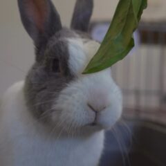 ゆきみのもぐもぐ動画🎥🐰癒されますね☘️