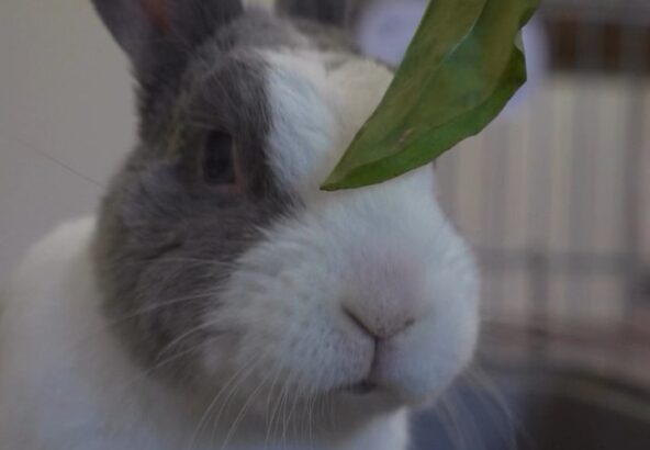 ゆきみのもぐもぐ動画🎥🐰癒されますね☘️