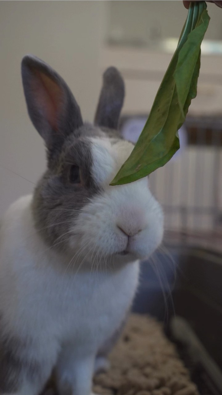 ゆきみのもぐもぐ動画🎥🐰癒されますね☘️