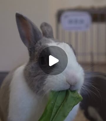 ゆきみのもぐもぐ動画🎥🐰癒されますね☘️