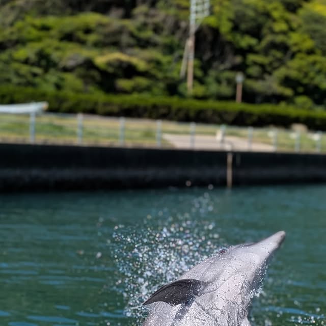 みなさんこんにちは！今日はビビちゃんのスプラジャンプです💨背面から飛ぶダイナミックなジャンプです！