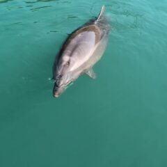 トレーニング前のビビ☆今日は朝が満潮でイルカとの距離が近かったです🐬チラチラしてますね👀