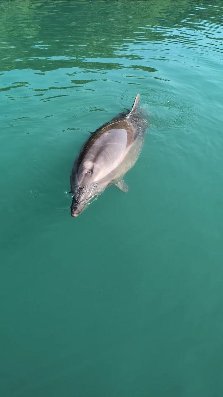 トレーニング前のビビ☆今日は朝が満潮でイルカとの距離が近かったです🐬チラチラしてますね👀