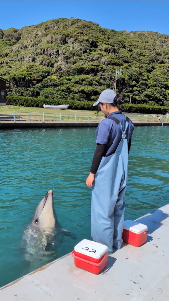 今日はパルくんのバンザイ🙌重い体も軽々と持ち上げています！体重なんと300キロ近くあります！！