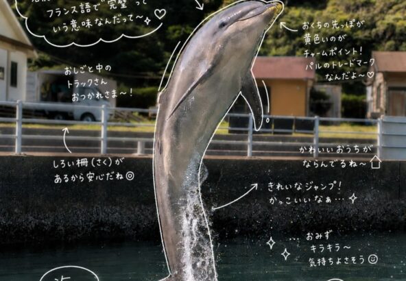 みなさんこんにちは！今日はパルくんのジャンプの写真です！流行りの手書き風の加工をしてみました✍️