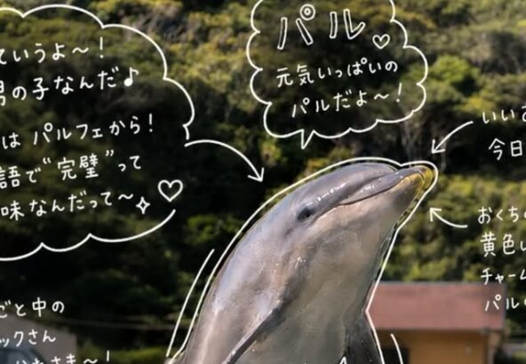 みなさんこんにちは！今日はパルくんのジャンプの写真です！流行りの手書き風の加工をしてみました✍️