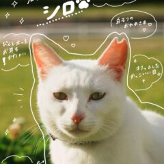 手書き加工Part2です！今回はシロの写真を手書き✍️してみました！実はトレーナーが手書きしてみたんですが可愛くできているでしょうか🐾
