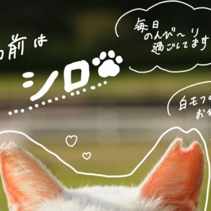 手書き加工Part2です！今回はシロの写真を手書き✍️してみました！実はトレーナーが手書きしてみたんですが可愛くできているでしょうか🐾