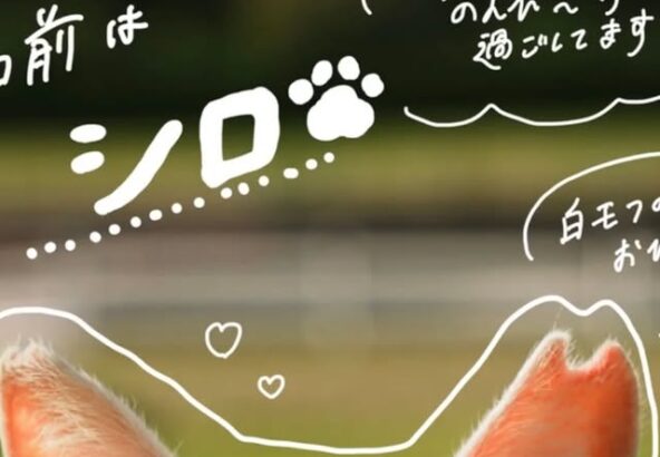 手書き加工Part2です！今回はシロの写真を手書き✍️してみました！実はトレーナーが手書きしてみたんですが可愛くできているでしょうか🐾