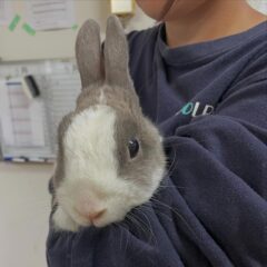 トレーナーに抱っこされるゆきみ🐰🤍日中は部屋の中にいることが多いですが、お天気がいい日はお散歩しているとこに出逢えるかも❕